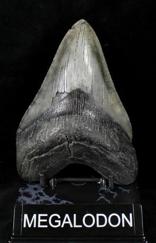 Serrated Megalodon Tooth - Georgia #20557